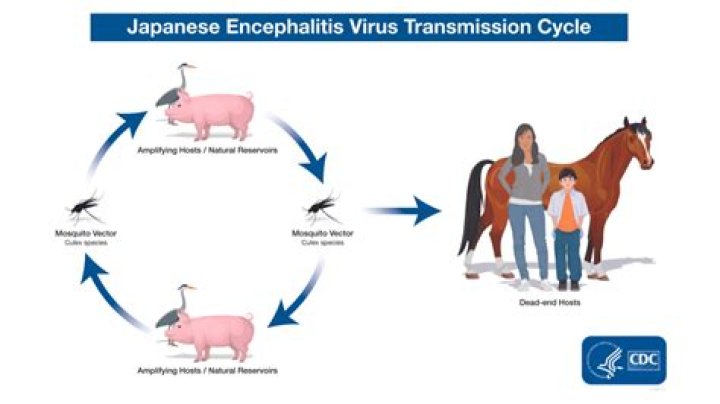 When is Japanese encephalitis virus transmission season?