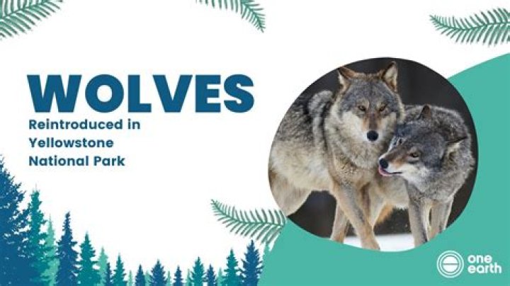 When were wolves reintroduced to Minnesota?