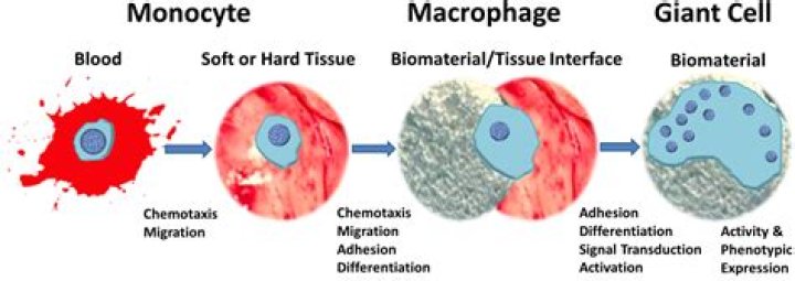 Where are macrophage cells found?
