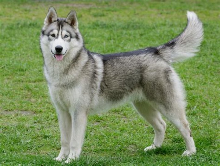 Where can I use my Husky Card UW?