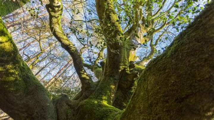 Where is the broceliande forest?