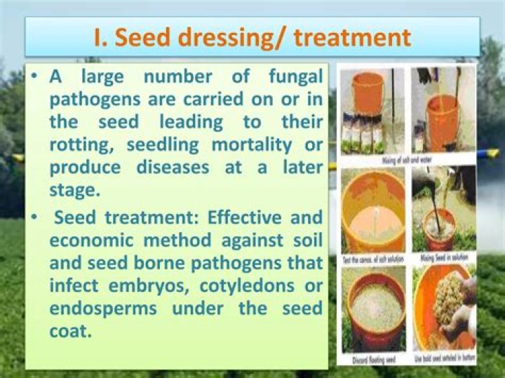 Which is the most effective seed treatment fungicide?