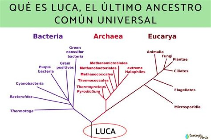 
Who Is Luca Scalisi And Why Is He Arrested? Del Records CFo Link With Mexican Drug Cartel 