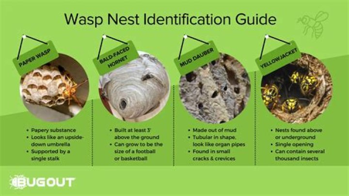 WHO removes bee nests?