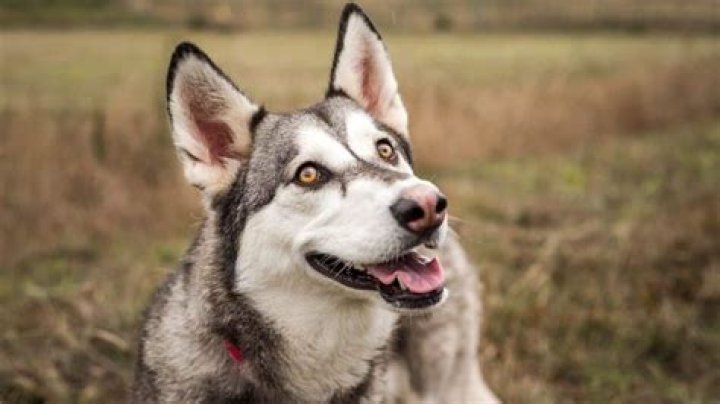 Why are my Huskies pupils so big?