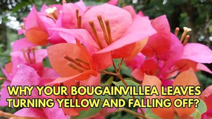 Why are the leaves on my bougainvillea falling off?