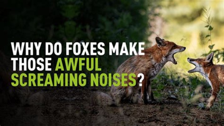 Why do foxes make a screaming noise at night?