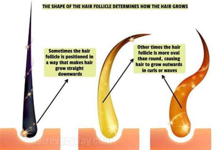 Why does leg hair grow so quickly?