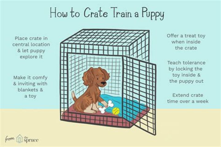 Why is my dog escaping his crate?