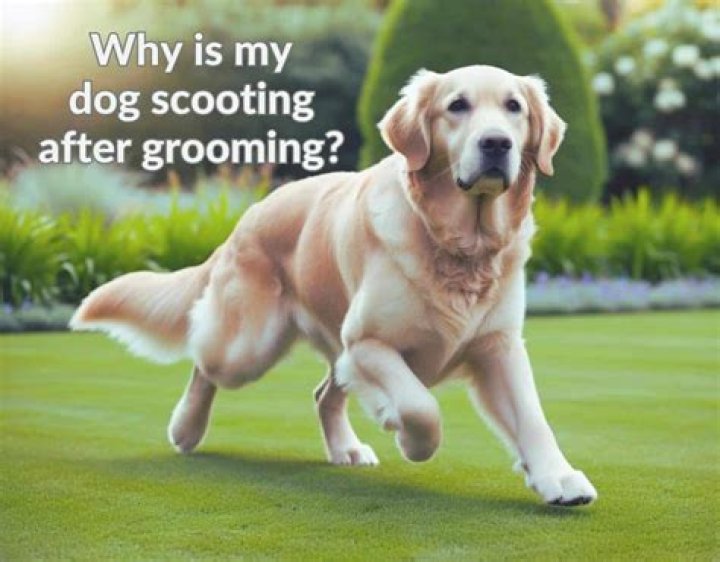 Why is my dog scooting after the groomer?